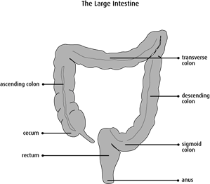 Image of the large intestine