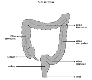 Image of the large intestine