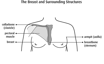 Illustration of the breast and surrounding structures