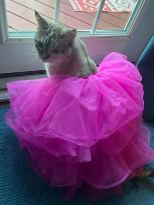 Sookie is getting her outfit ready for Run for the Cure!